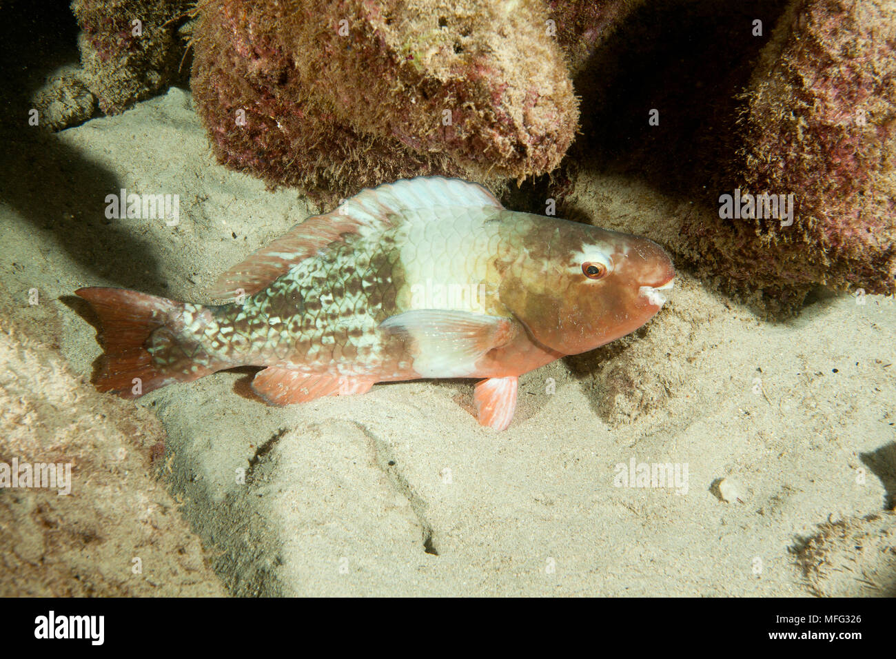 Perroquet Scarus rubroviolaceus, bicolore, Cocos Island, Parc National, Site du patrimoine mondial naturel, du Costa Rica, de l'Océan Pacifique Banque D'Images