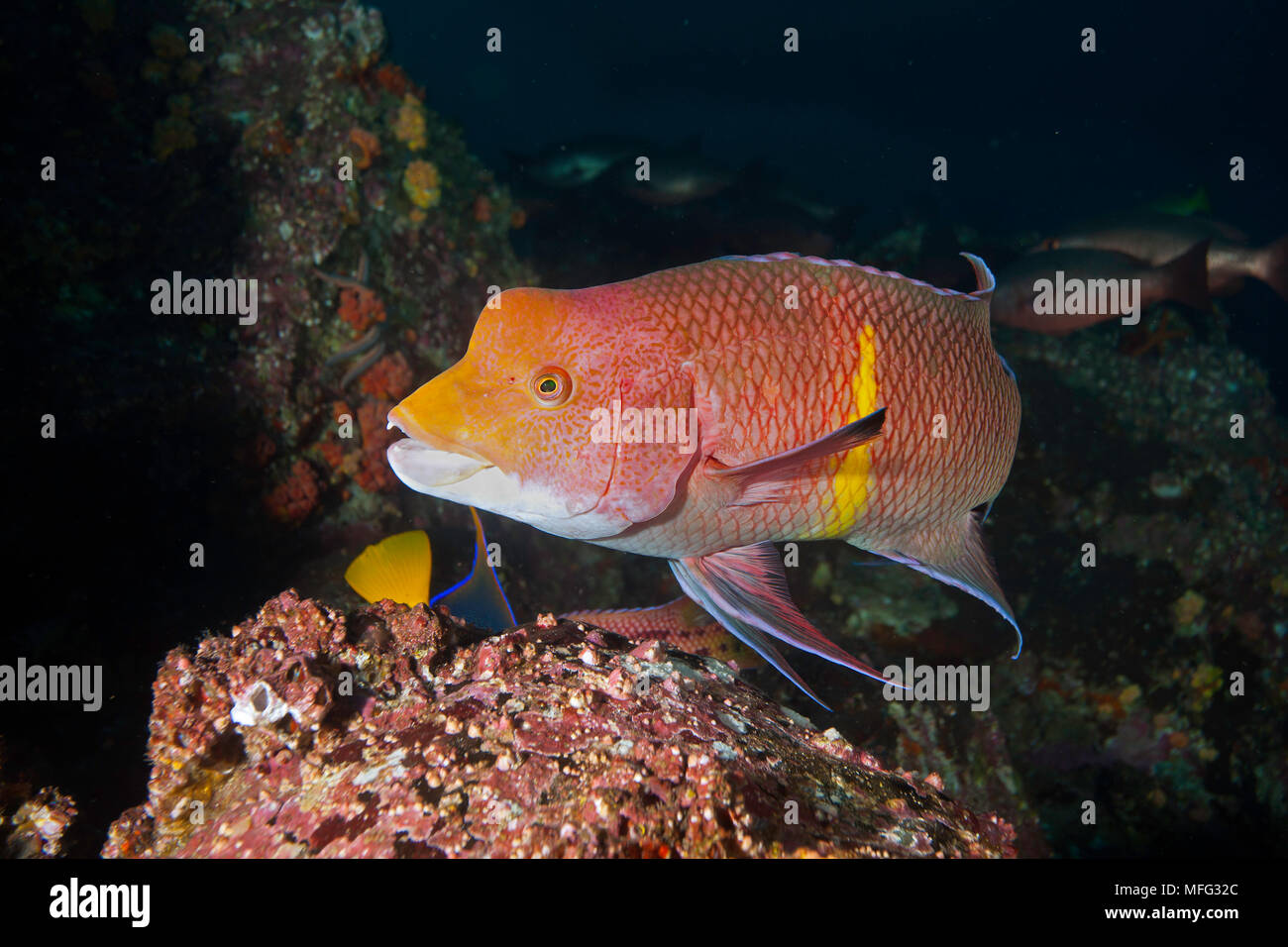 Bodianus diplotaenia mexicain, cochons, Cocos Island, Parc National, Site du patrimoine mondial naturel, du Costa Rica, de l'Océan Pacifique Banque D'Images