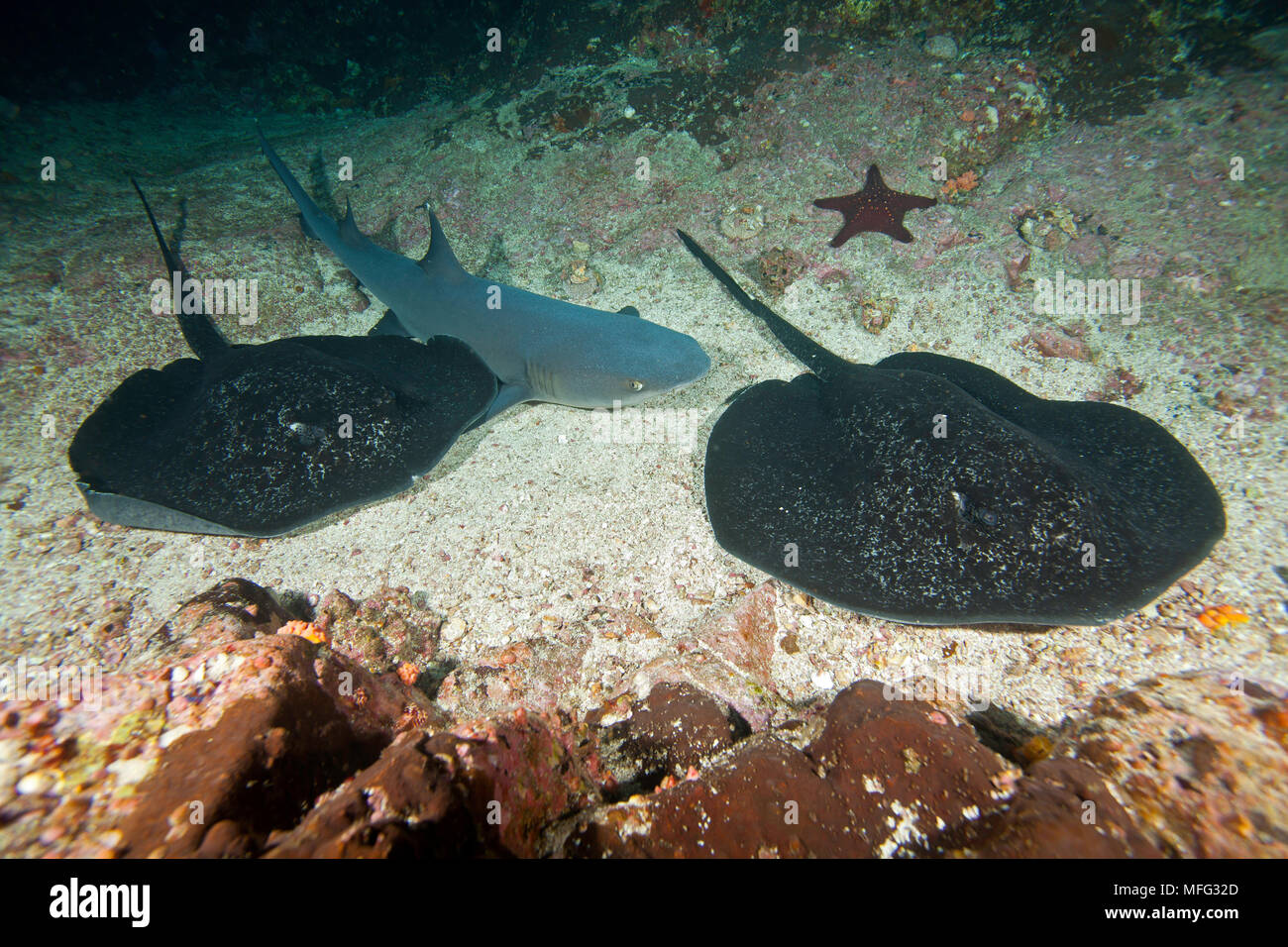 Whitetip reef shark, Triaenodon obesus, reposant près de marbré de ray, Taeniura meyeni, Cocos Island, Parc National, Site du patrimoine mondial naturel, Costa Banque D'Images