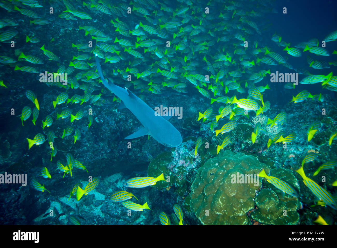 Whitetip reef shark, Triaenodon obesus natation à l'intérieur d'un banc de lutjans Bleu et or, Lutjanus viridis, Cocos Island, Parc National, Monde Naturel Banque D'Images