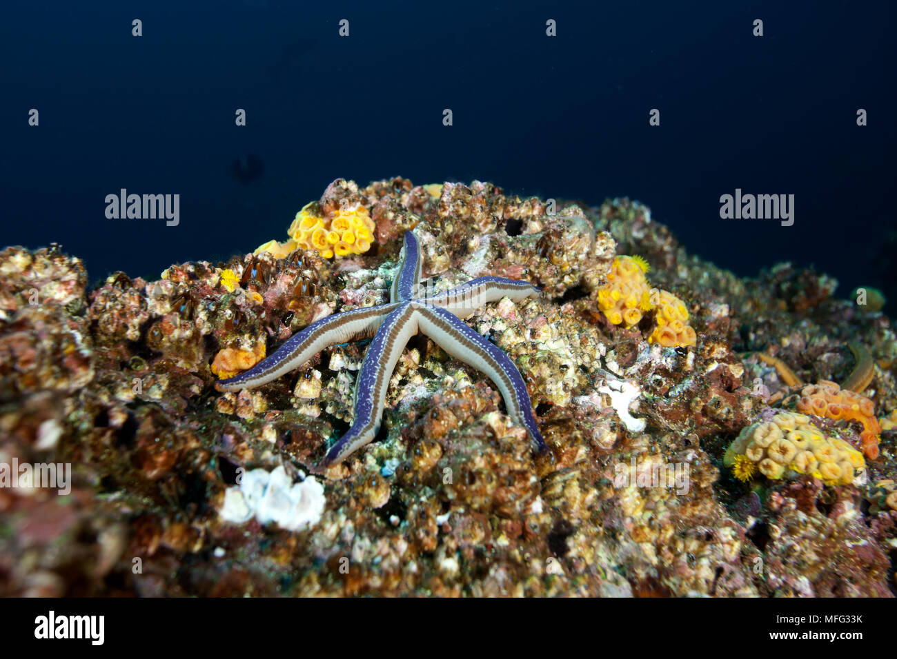 Blue Sea Star, Phataria unifascialis, Cocos Island, Parc National, Site du patrimoine mondial naturel, du Costa Rica, de l'Océan Pacifique Banque D'Images