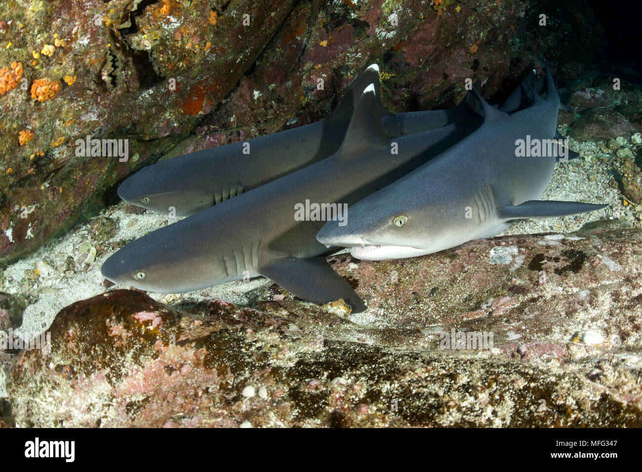 Whitetip reef shark Triaenodon obesus, repose sur le fond, Cocos Island, Parc National, Site du patrimoine mondial naturel, du Costa Rica, de l'Océan Pacifique Banque D'Images