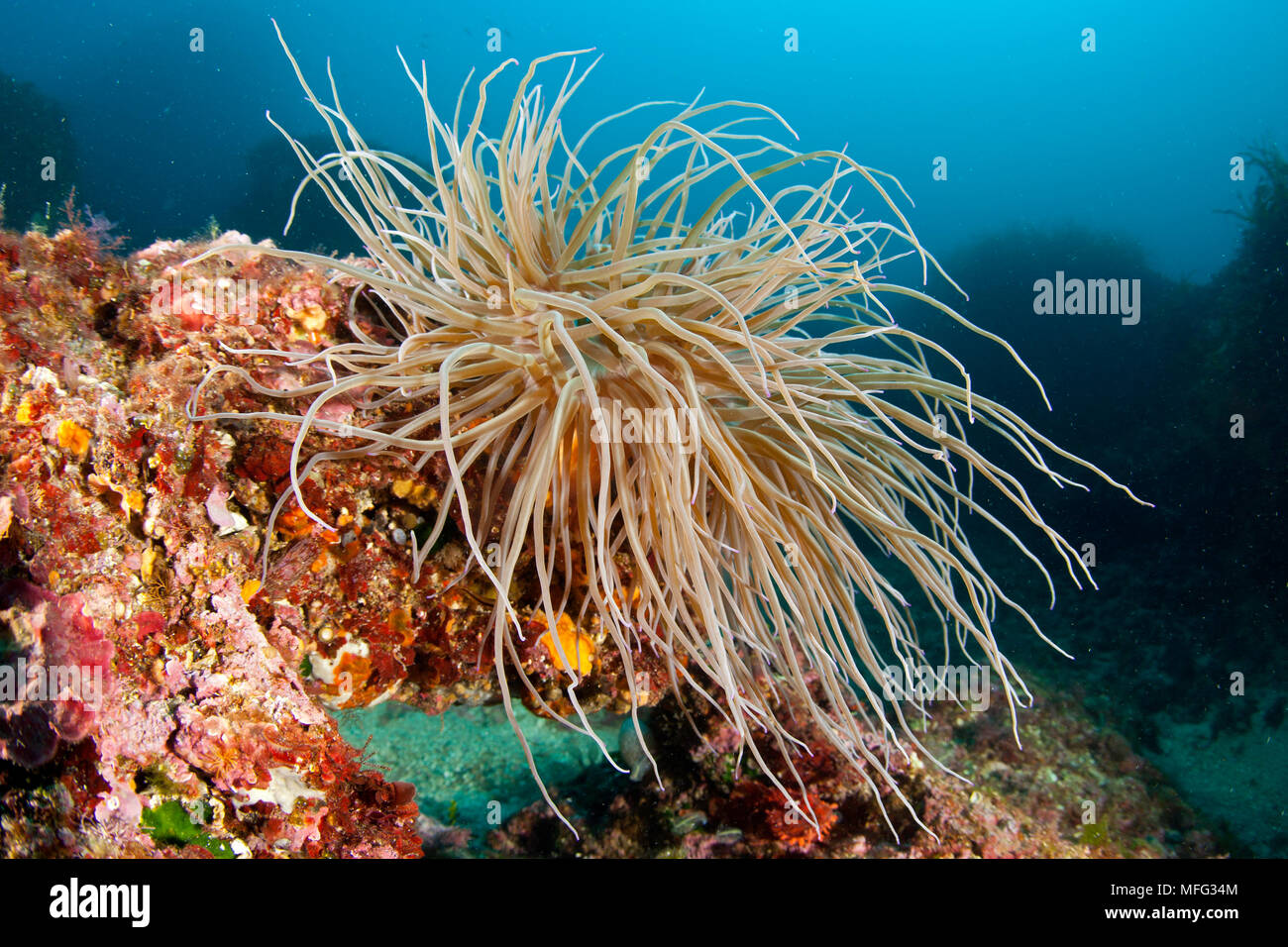Anémone de mer, Anemonia sulcata, Santa Teresa, Sardaigne, Italie, Méditerranée, Mer Tyrrhénienne Banque D'Images