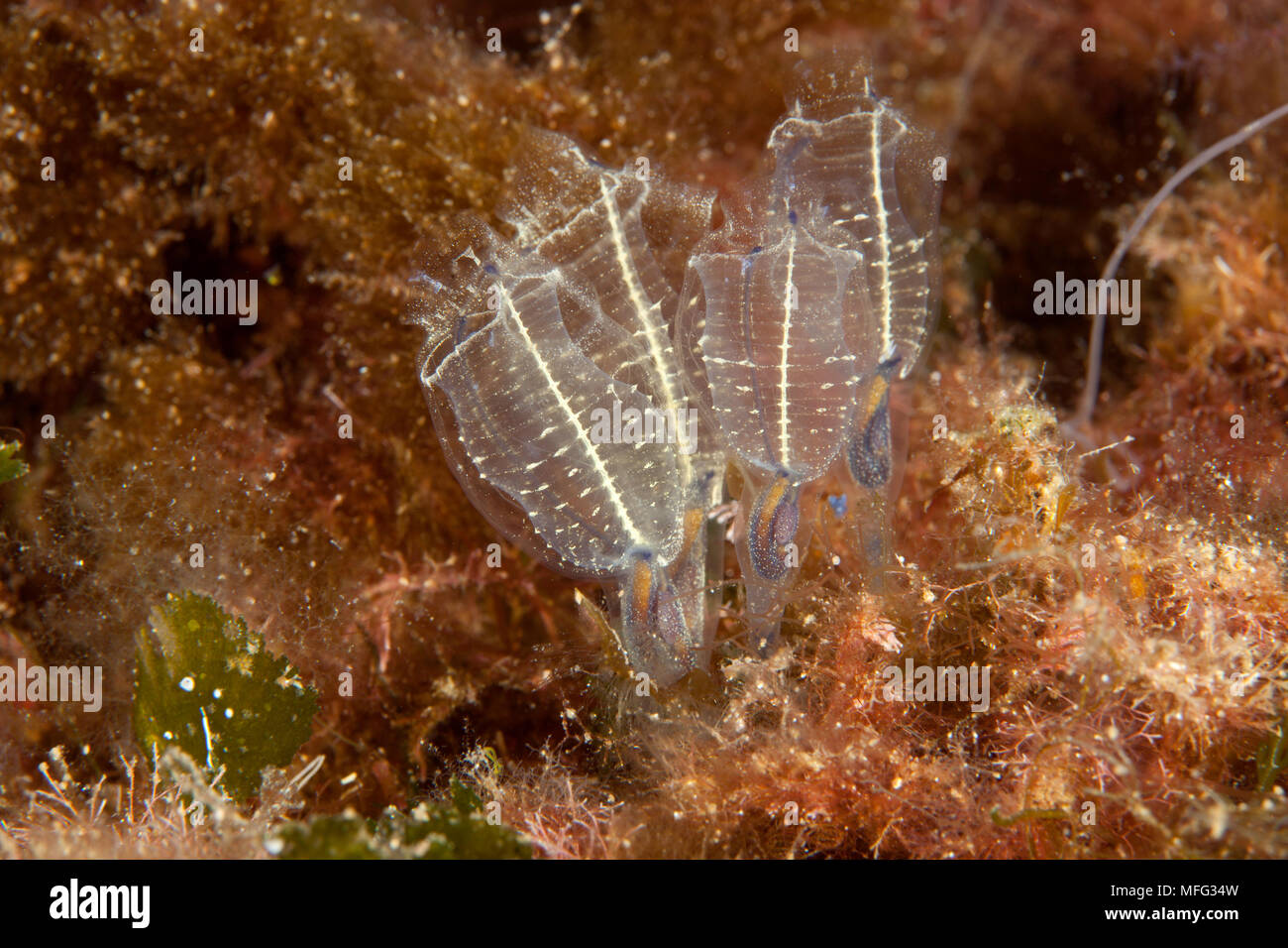 Clavelina lepadiformis, lampe sea squirt, Santa Teresa, Sardaigne, Italie, Méditerranée, Mer Tyrrhénienne Banque D'Images