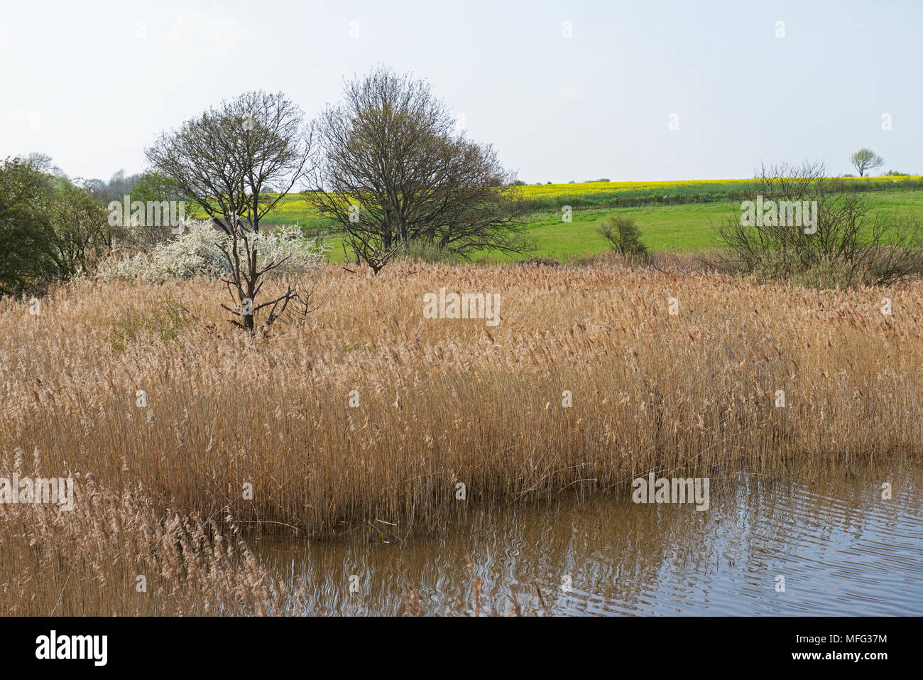 Roselière à Fingringhoe Wick, une réserve naturelle de fiducie de la faune d'Essex, Essex, Angleterre Royaume-uni Banque D'Images