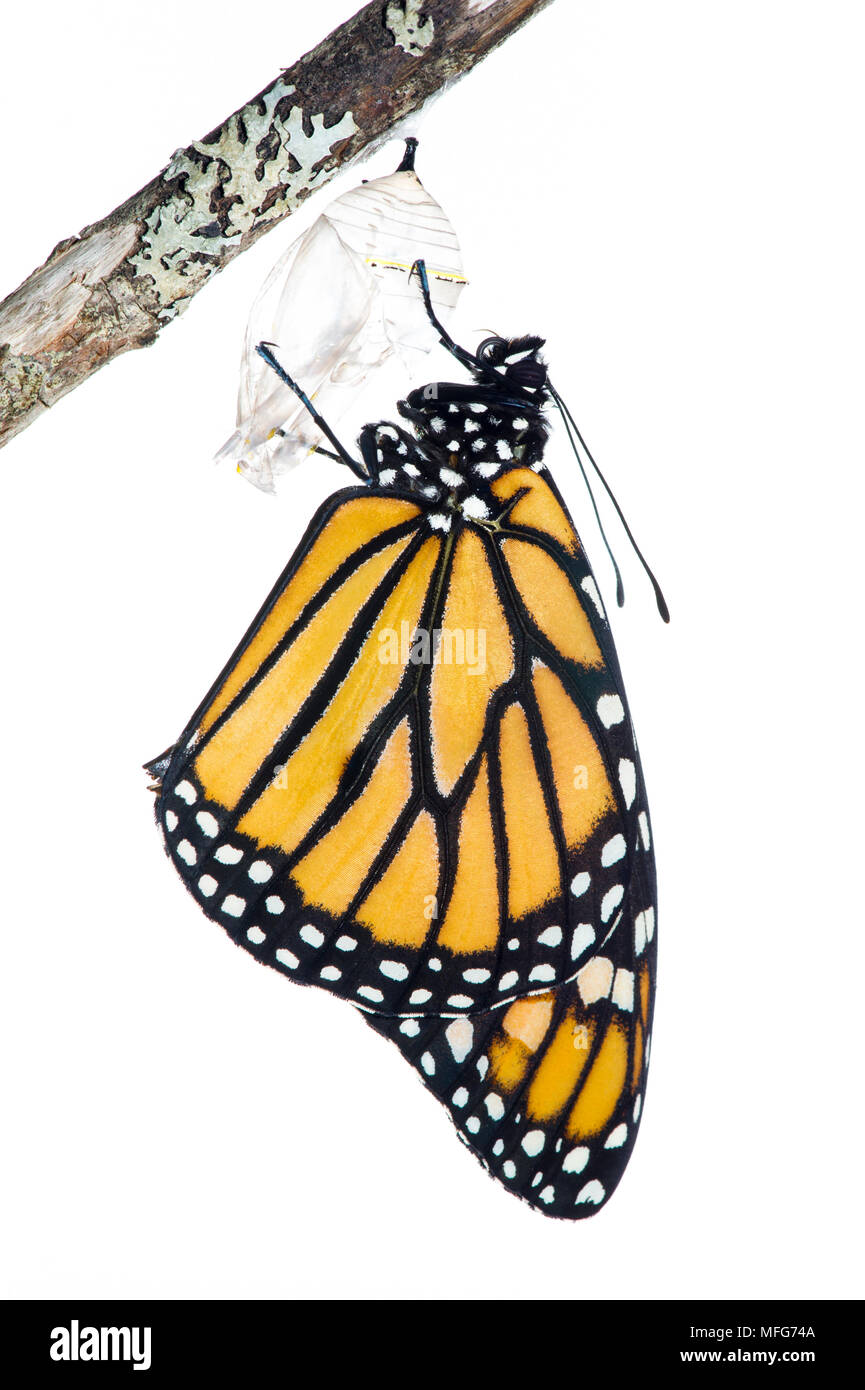 Papillon monarque, Danaus plexippus, émergeant de Cocoon, Canada Banque D'Images