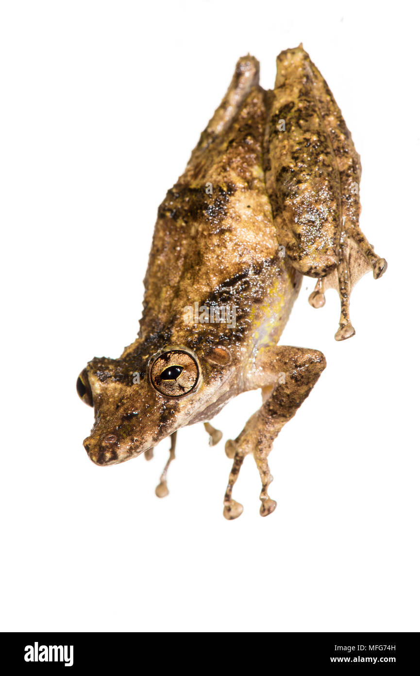 La grenouille Scinax Boulenger snouted boulengeri Costa Rica. Banque D'Images