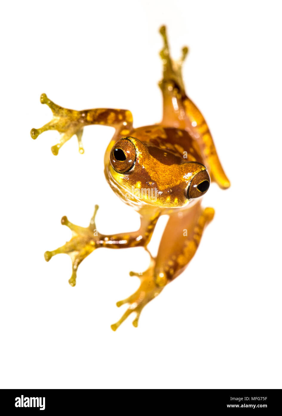Un sablier Dendropsophus treefrog ebraccatus photographié dans un studio sur le terrain dans le Parc National de Tortuguero Costa Rica Banque D'Images