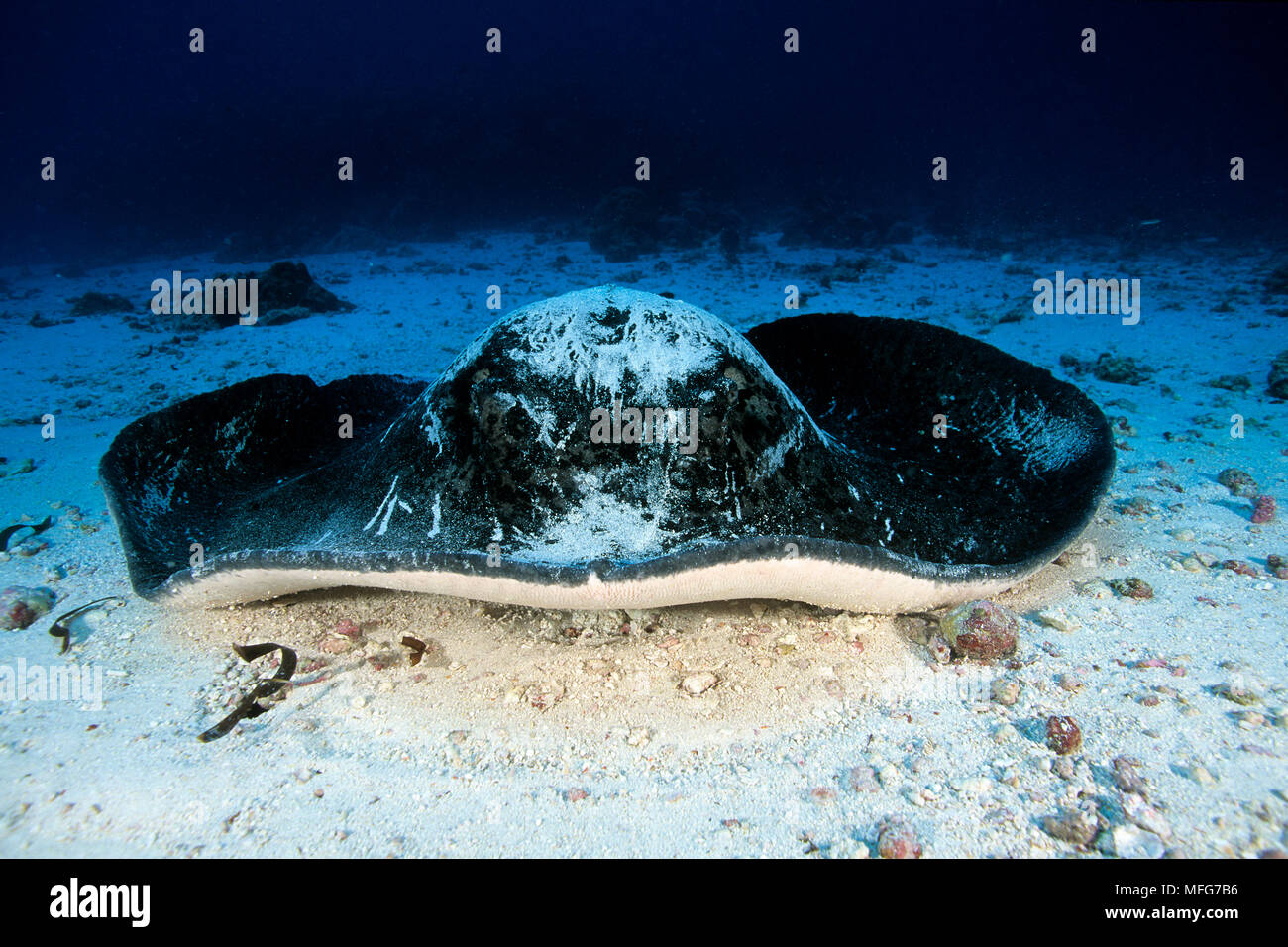 Marbré de ray, Blotched, ray fantail Taeniura meyeni, Atoll d'Aldabra, Site du patrimoine mondial naturel, Seychelles, océan Indien Date : 24.06.08 Ref : ZB777 1 Banque D'Images