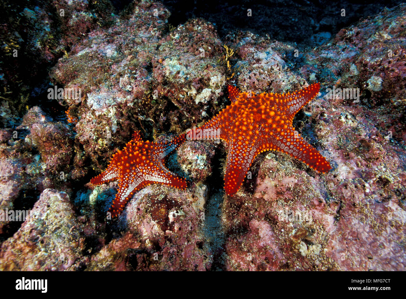 Coussin Panamic star, Pentaceraster cumingi, Mer de Cortez, Baja California, au Mexique, à l'Est de l'océan Pacifique Date : 24.06.08 ref : 115632 ZB777  0026 COMPU Banque D'Images