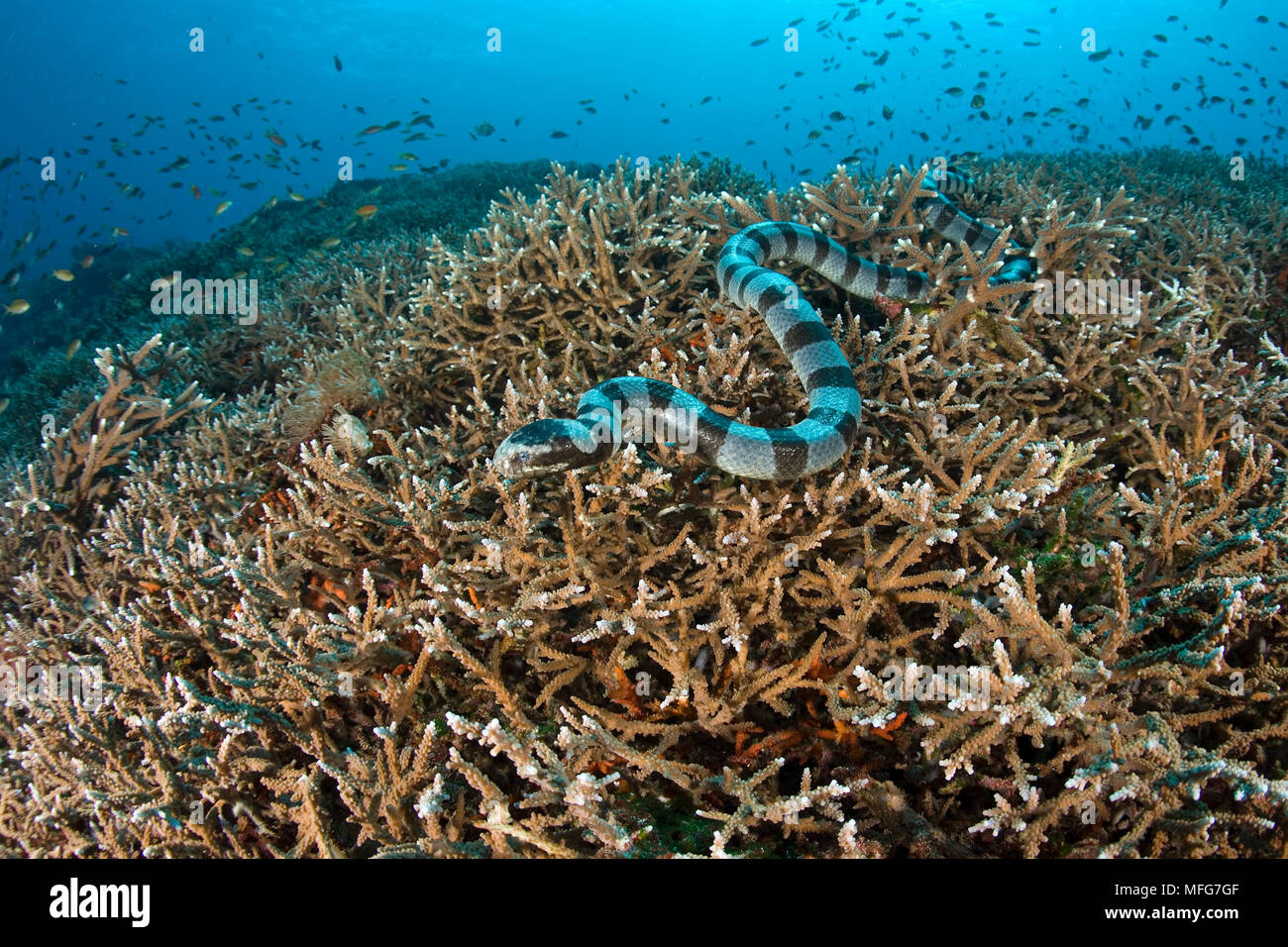 Serpent de mer, bagués Laticauda colubrina. , Crystal Bay, Nusa Penida, île  de Bali, Indonésie, l'océan Pacifique Date : 22.07.08 ref : 117071 ZB777  0013 COMP Photo Stock - Alamy