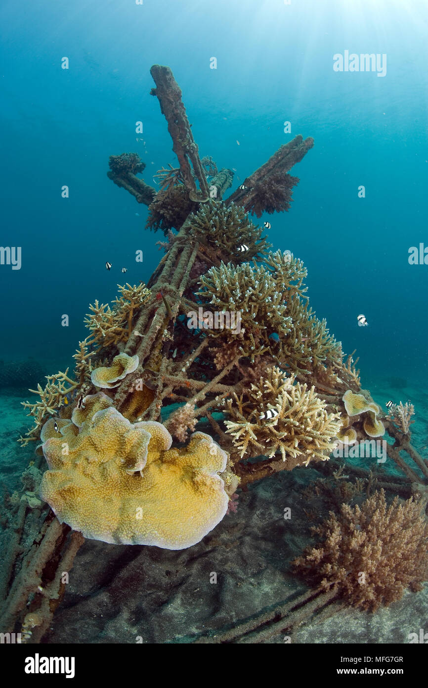 Structure de bio-rock, la méthode d'amélioration de la croissance des coraux et des organismes aquatiques, à Taman Sari Bali Cottages, Karang Lestari, projet de Pemuteran Banque D'Images