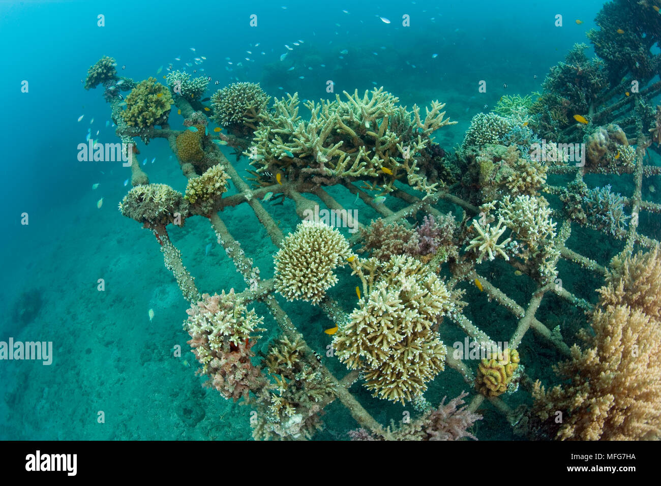 Structure de bio-rock, la méthode d'amélioration de la croissance des coraux et des organismes aquatiques, à Taman Sari Bali Cottages, Karang Lestari, projet de Pemuteran Banque D'Images