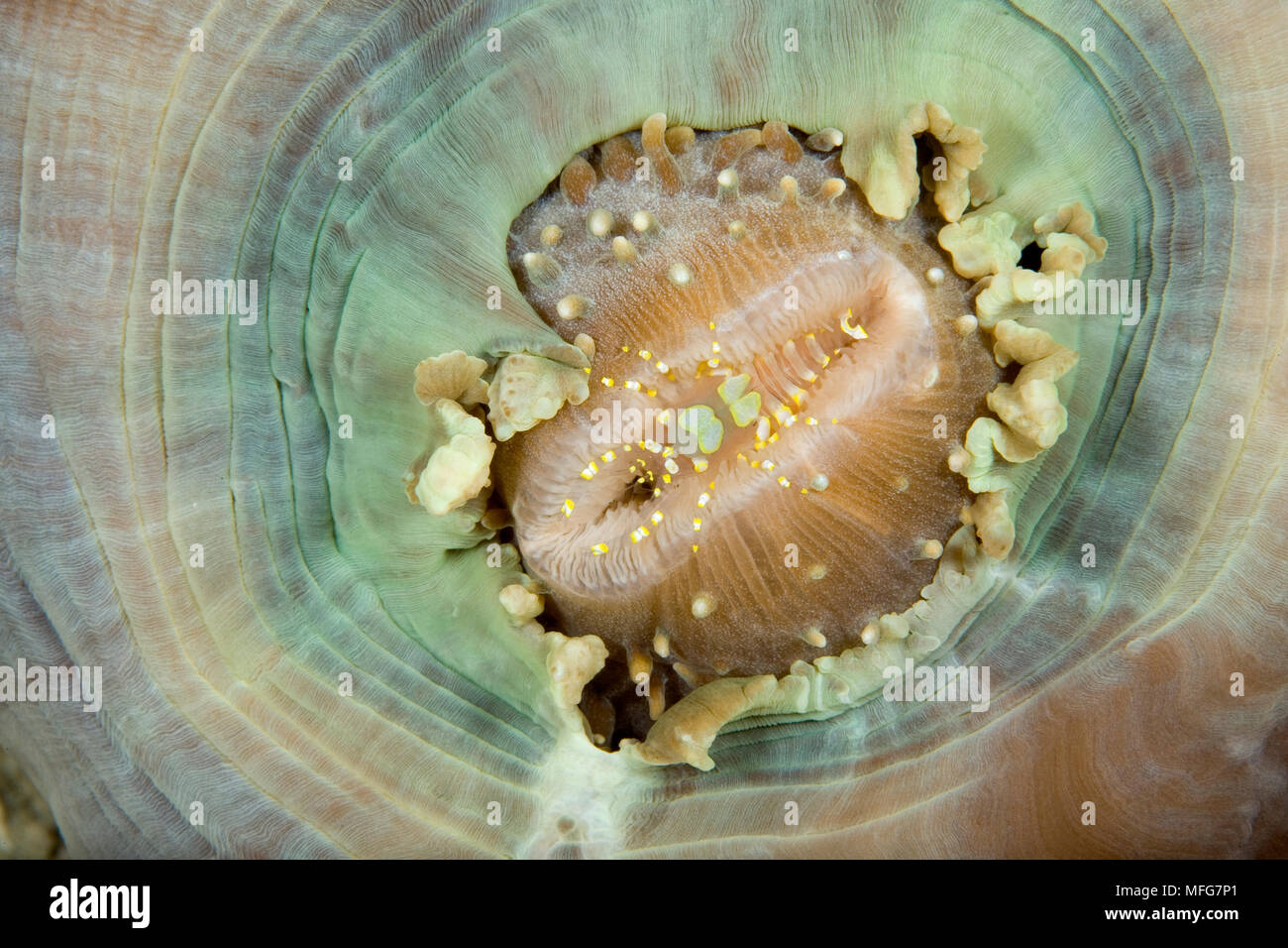 Crevettes commensaux, Pliopontonia furtiva, associés à des anémones disque corallimorpharia Amplexidiscus fenestrafer,,, Lighthouse Reef, Sayulita, B Banque D'Images