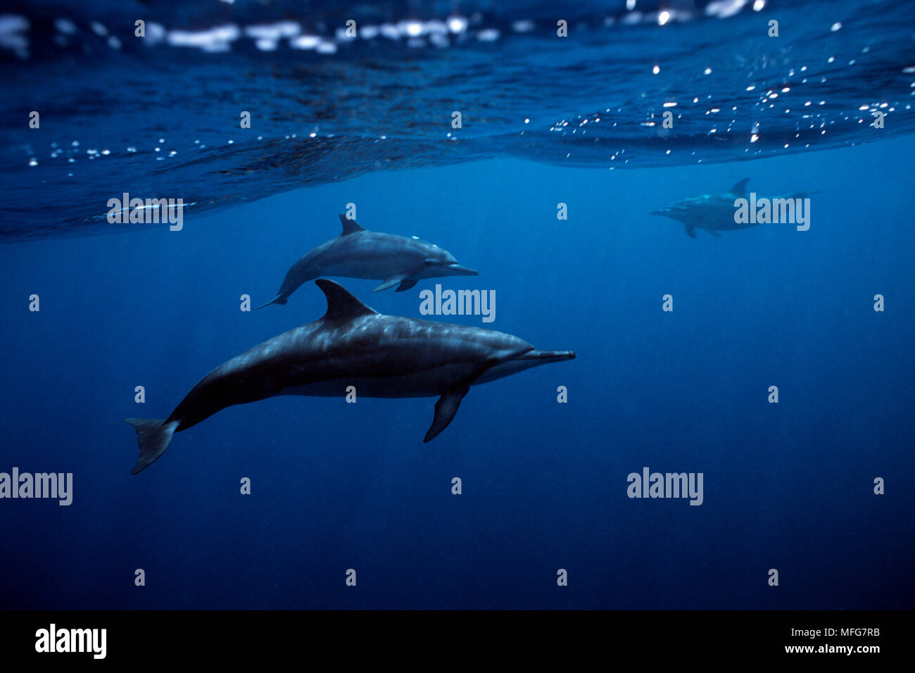 Spinner dolphin, Stenella longirostris, Dolphin Bay, Baia dos Golfinhos, Fernando de Noronha National Marine Sanctuary, Pernambuco, Brésil, l'Atla Banque D'Images