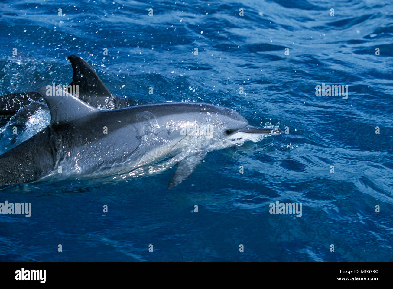 Spinner dolphin, Stenella longirostris, Dolphin Bay, Baia dos Golfinhos, Fernando de Noronha National Marine Sanctuary, Pernambuco, Brésil, l'Atla Banque D'Images