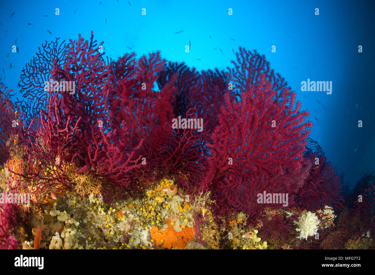 Gorgonia rouges, Paramuricea clavata, Secca delle Secche, Giglio Island, archipel Toscane, Toscane, Italie, Mer Tyrrhénienne, Méditerranée Date : 22.07. Banque D'Images