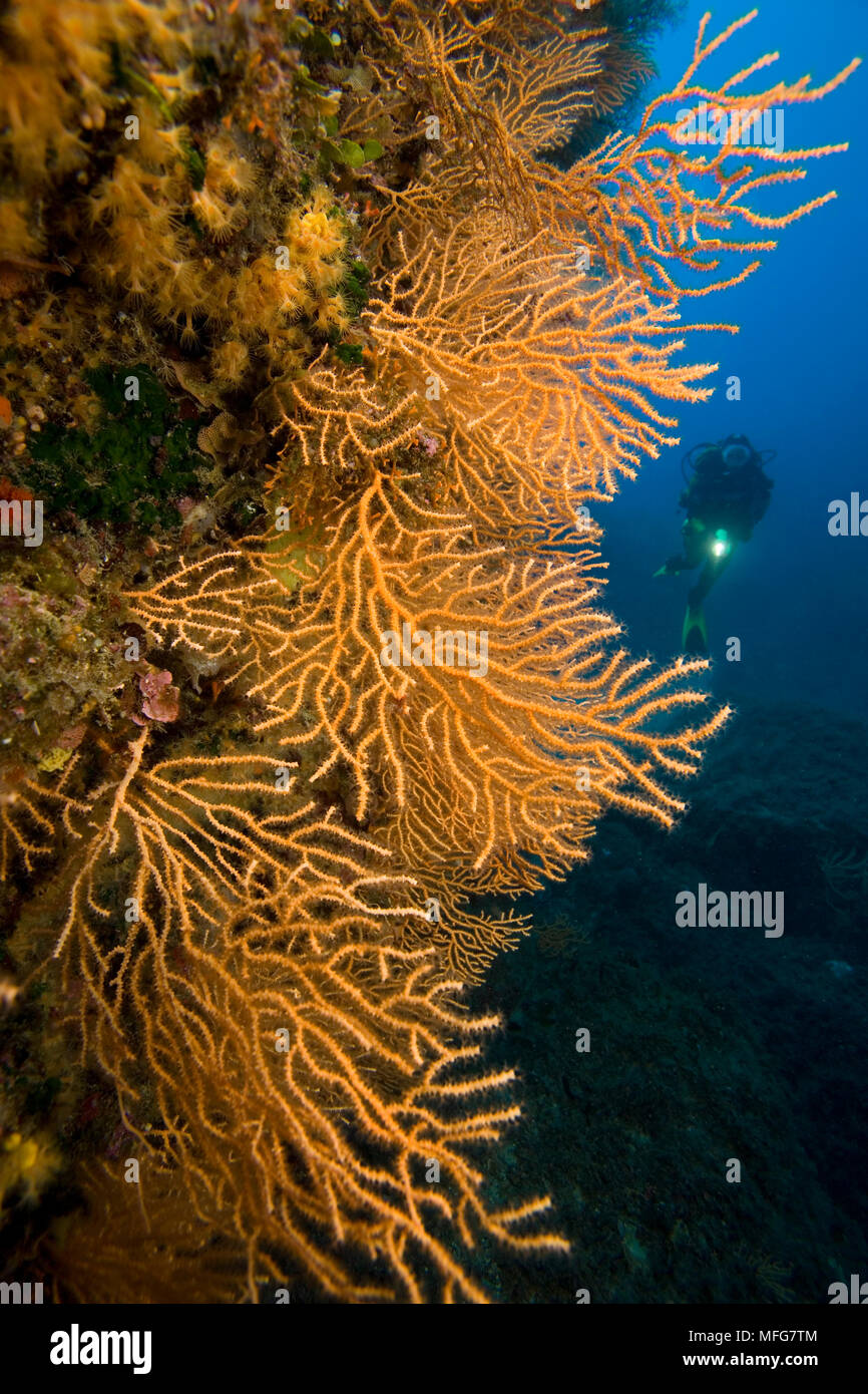Scuba Diver avec gorgones Eunicella cavolini, jaune, le cap du sud de Scole, l'île de Giglio, en Toscane, l'archipel de Toscane, Italie, Mer Tyrrhénienne, Medit Banque D'Images