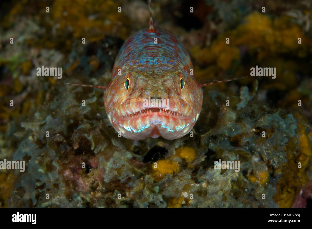 Lizardfish bigarré, Synodus jaculum, Han Reef Dive site, Gili Air, Lombok, Indonésie, l'océan Pacifique Date : 22.07.08 ref : 117103 ZB777  0008 COMPUL Banque D'Images