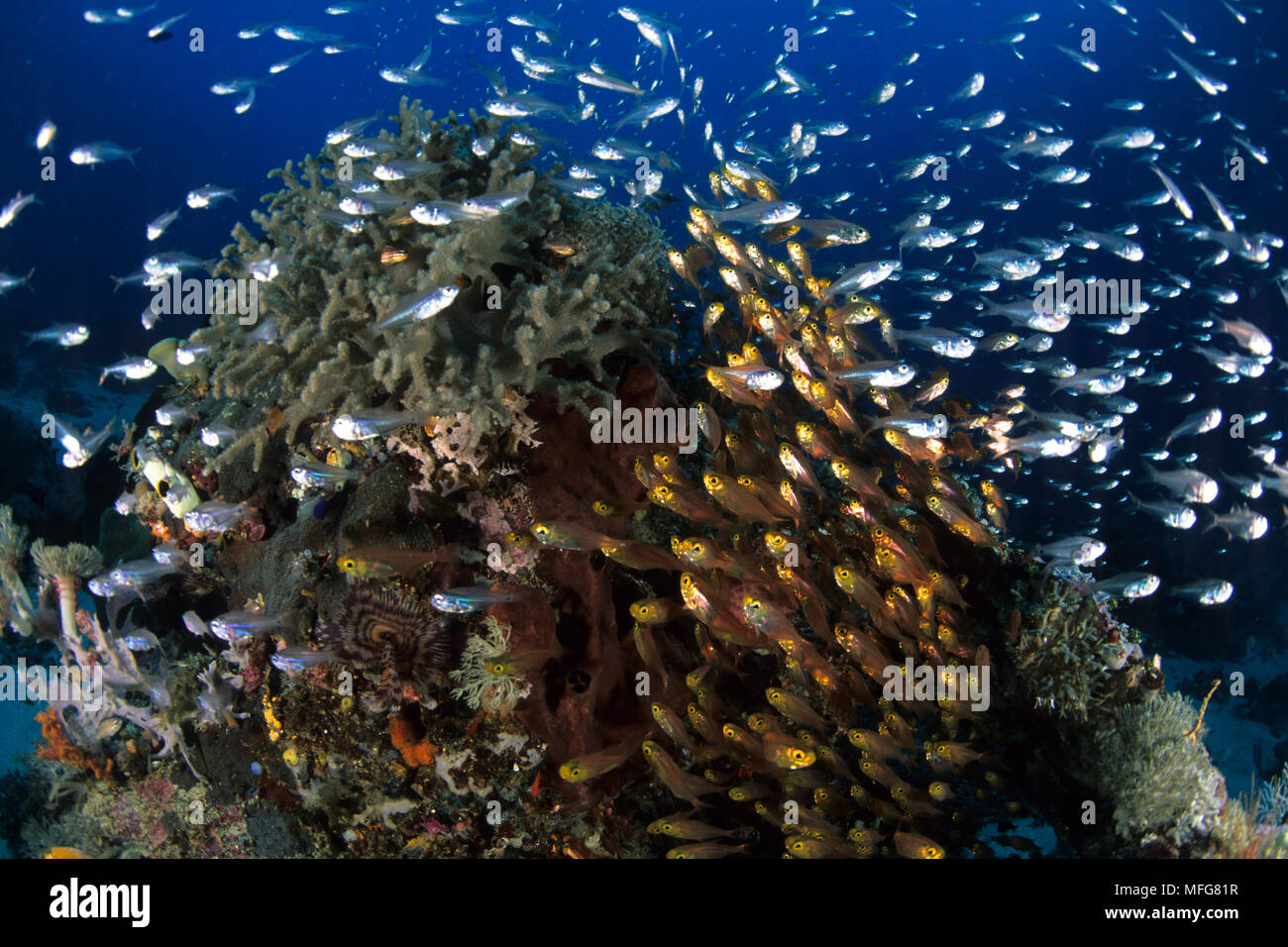 Banc de Glassfish, Parapriacanthus sp. , Îles de l'archipel de Komodo, le Parc National de Komodo, en Indonésie, l'océan Pacifique Date : 23.07.08 Ref : ZB777 11712 Banque D'Images