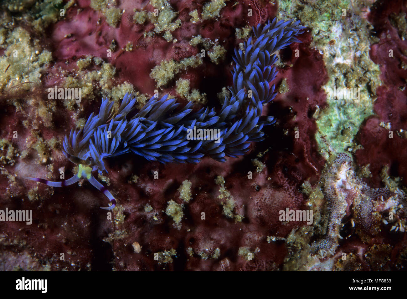 Pteraeolidia ianthina, nudibranches, îles de l'archipel de Komodo, le Parc National de Komodo, en Indonésie, l'océan Pacifique Date : 23.07.08 ref : 117122 ZB777  0042 Banque D'Images