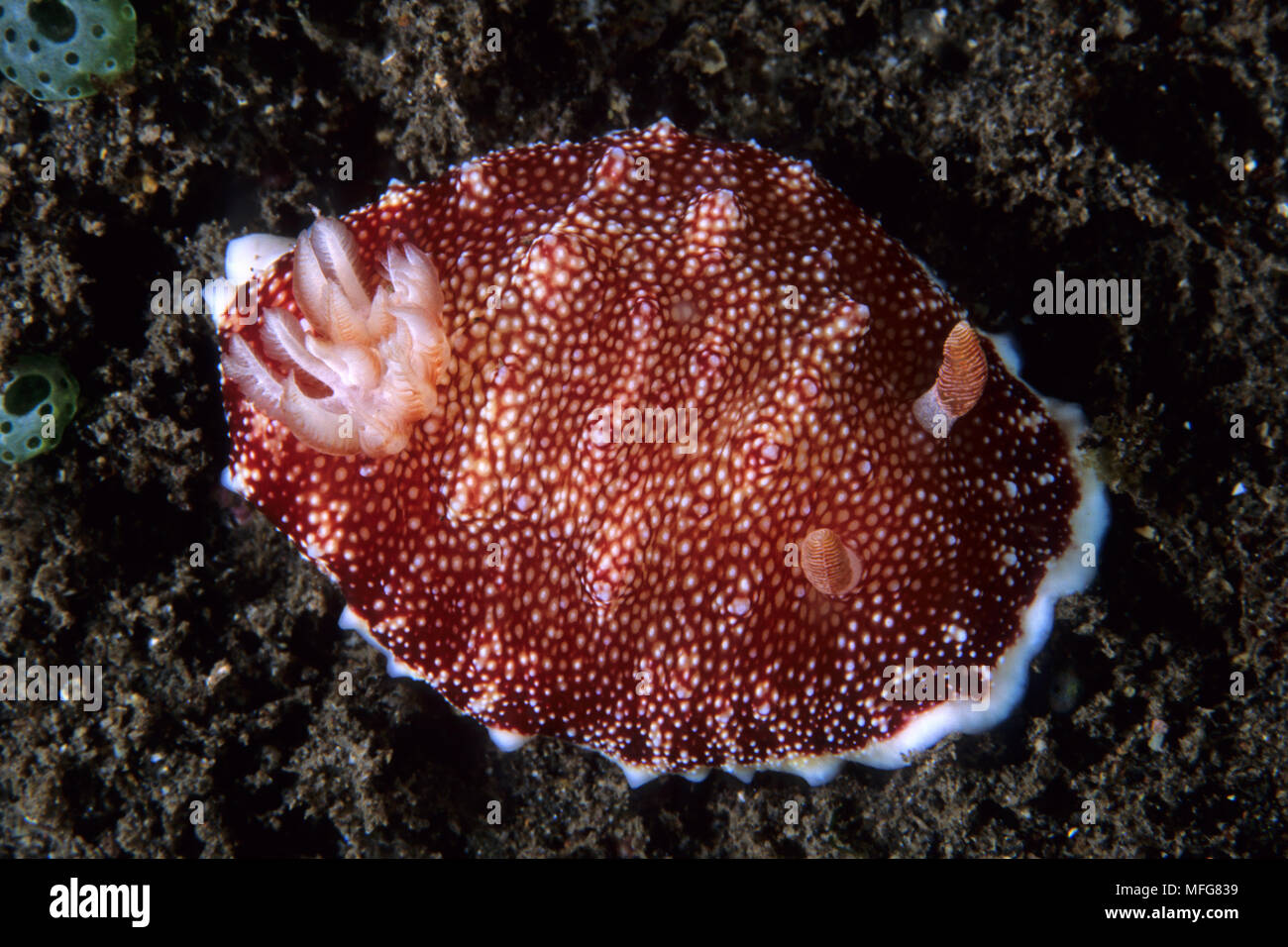 Nudibranche Chromodoris reticulata, Komodo, îles de l'archipel, le Parc National de Komodo, en Indonésie, l'océan Pacifique Date : 23.07.08 ref : 117122 ZB777  0047 Banque D'Images