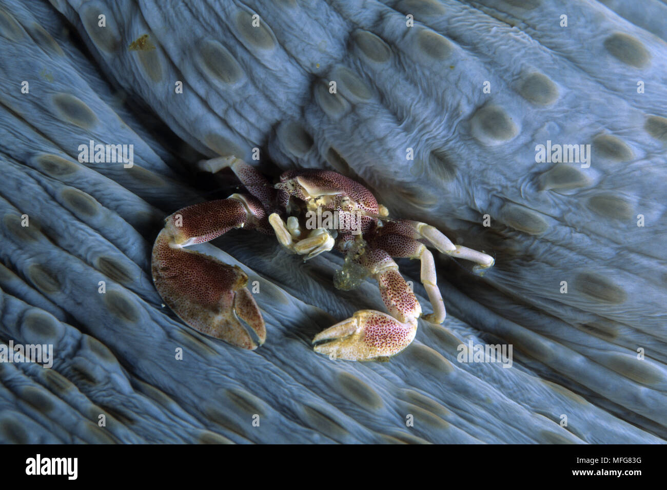 Crabe porcelaine maculée, Neopetrolisthes maculata, îles de l'archipel de Komodo, le Parc National de Komodo, en Indonésie, l'océan Pacifique Date : 23.07.08 Ref : ZB7 Banque D'Images