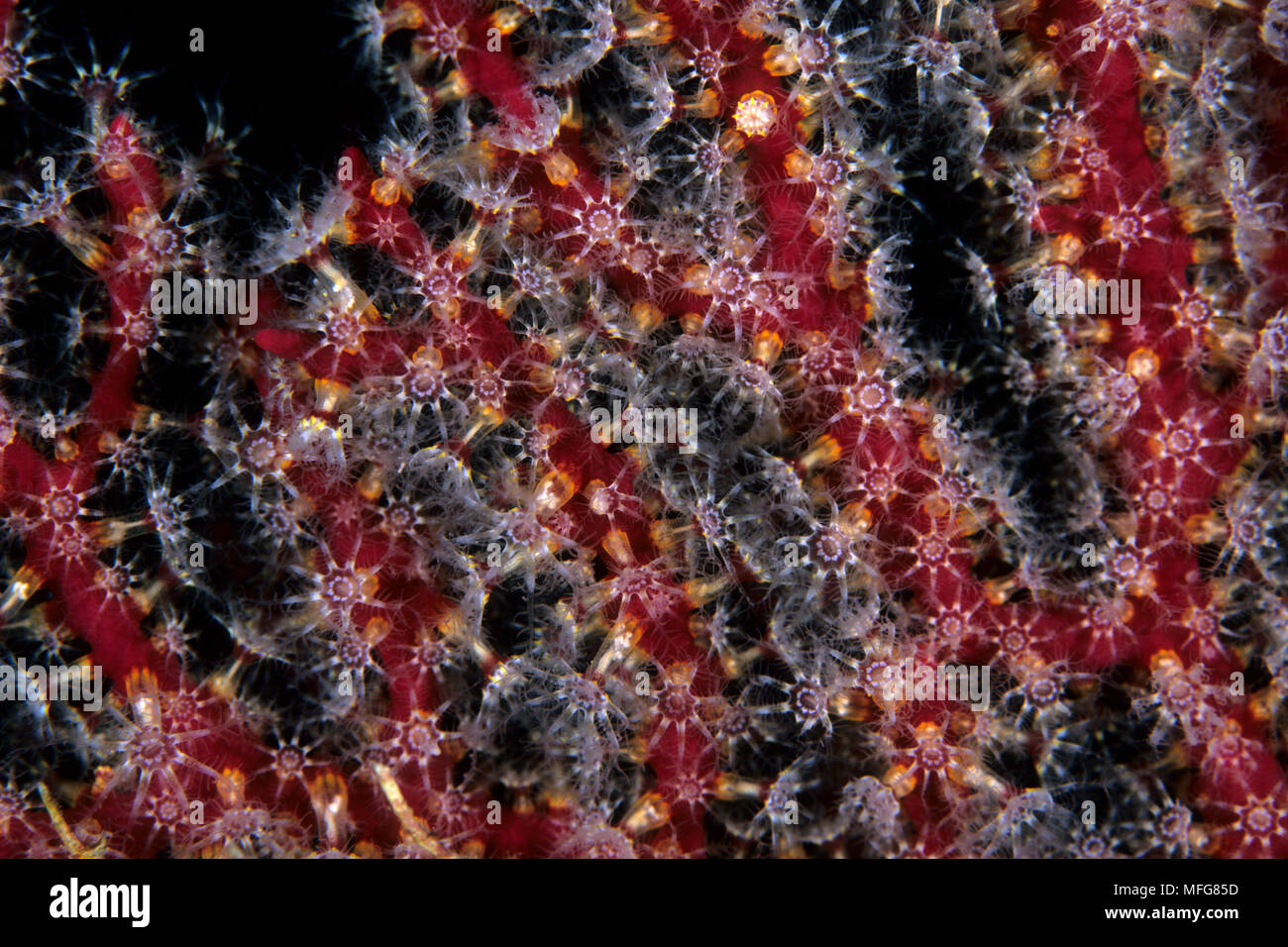 Les polypes coralliens, Parerythropodium coralloides, Marettimo, Island, petite île montagneuse de groupe Egadi, sur la côte nord-ouest de la Sicile, Italie D Banque D'Images