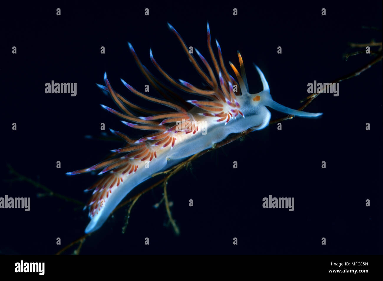 Nudibranche, Cratena peregrina, Marettimo Island, petite île montagneuse de groupe Egadi, sur la côte nord-ouest de la Sicile, Italie Date : 23.07.08 Banque D'Images