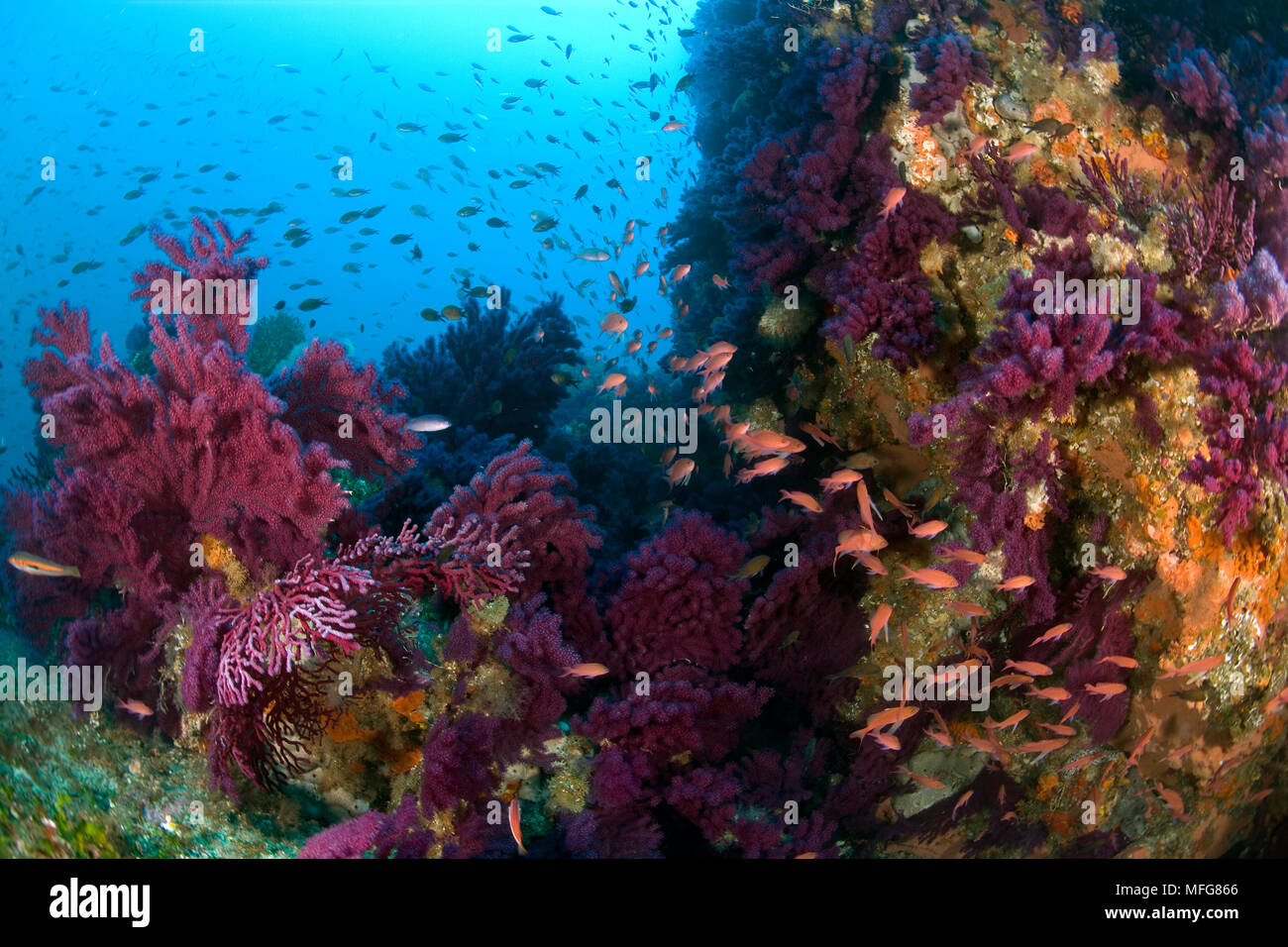 Essaim de fairy basslet Méditerranée, Anthias anthias et rouge gorgonia, Paramuricea clavata, Marettimo Island, petite île montagneuse de groupe Egadi Banque D'Images