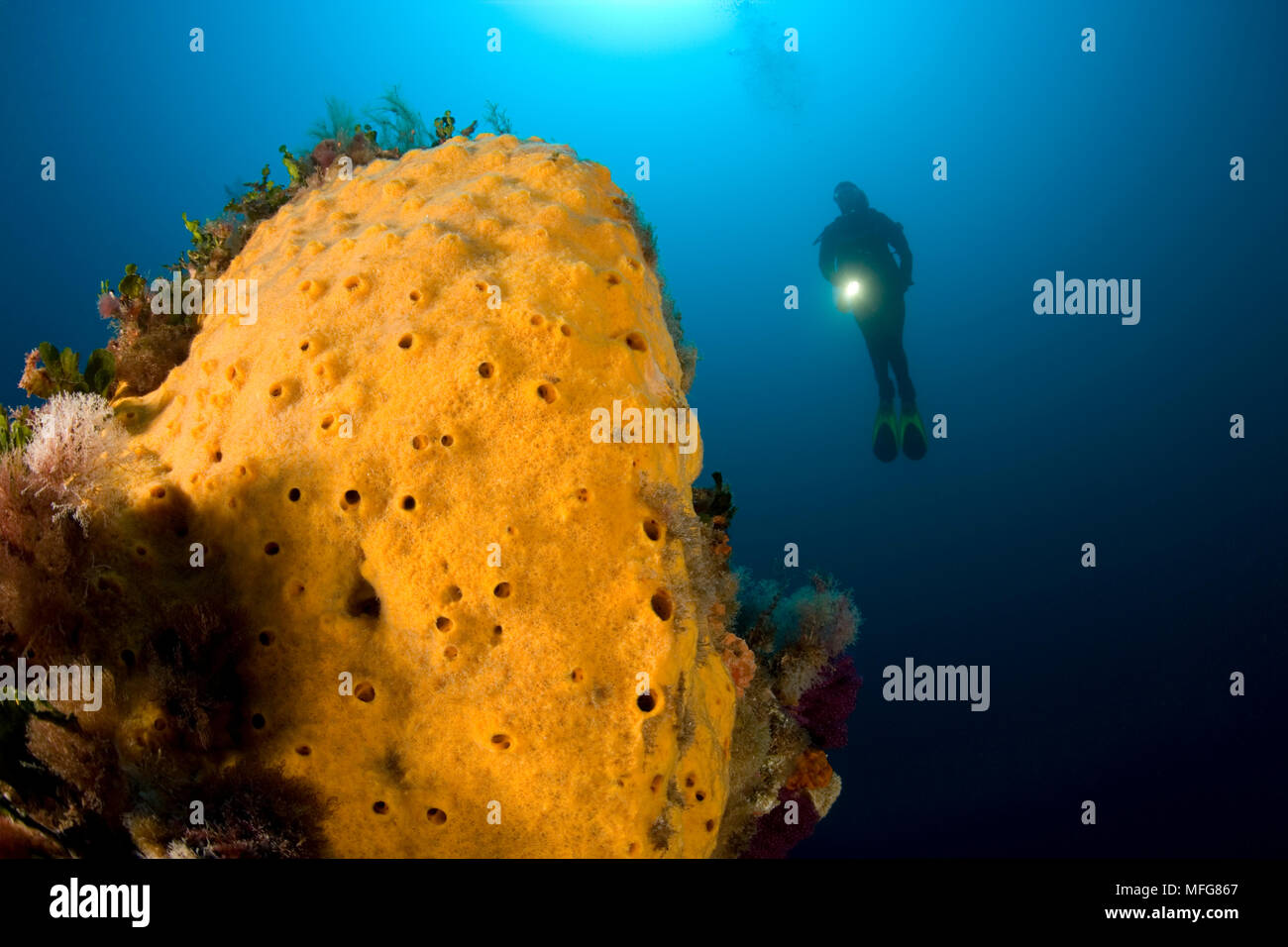 Scuba Diver avec encrustating éponge jaune, Marettimo Island, petite île montagneuse de groupe Egadi, sur la côte nord-ouest de la Sicile, Italie D Banque D'Images