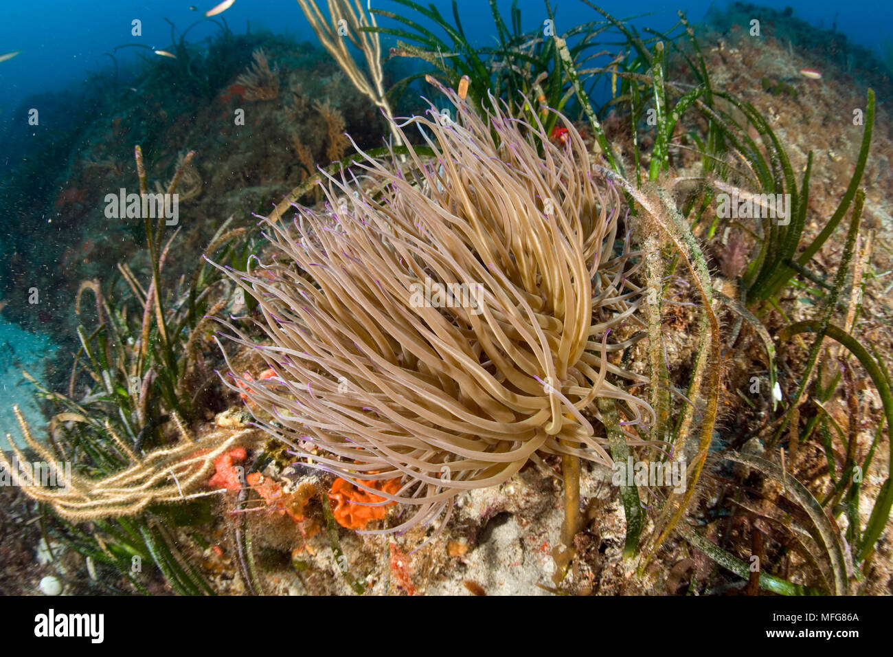 Opelet Anemonia sulcata, anémone, Marettimo Island, petite île montagneuse de groupe Egadi, sur la côte nord-ouest de la Sicile, Italie Date : 23.07. Banque D'Images