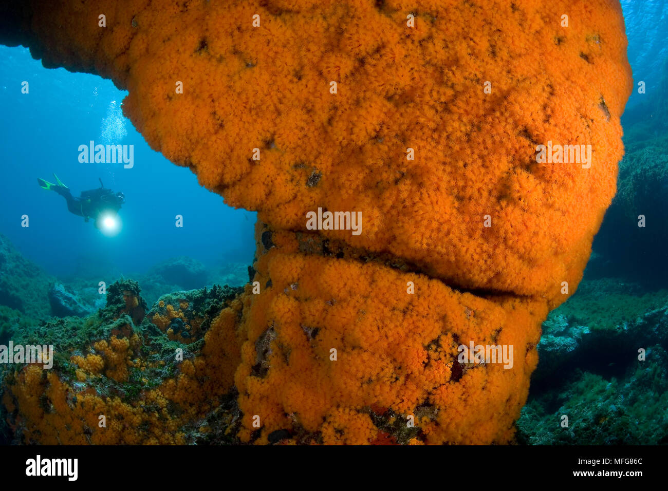 Scuba Diver et rock couverts avec de l'eau chaude, corail Astroides calycularis, Marettimo Island, petite île montagneuse des îles Egadi, Groupe sur l'Amérique du WES Banque D'Images