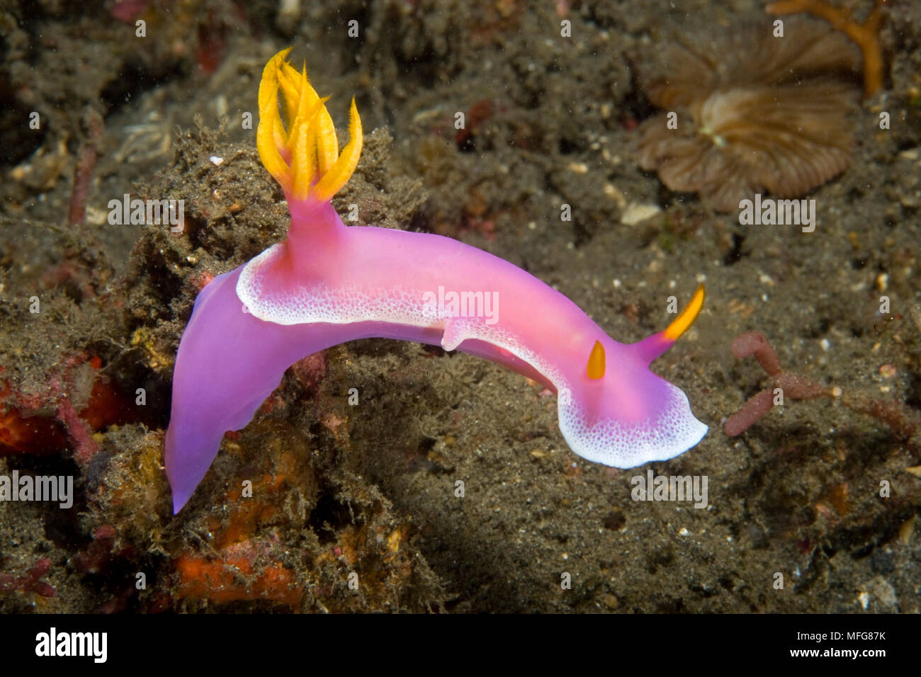 Nudibranche chromodoris, Hypselodoris bullockii, Détroit de Lembeh, au nord de Sulawesi, Indonésie, l'océan Pacifique Date : 23.07.08 ref : 117149 ZB777  0016 COMPU Banque D'Images