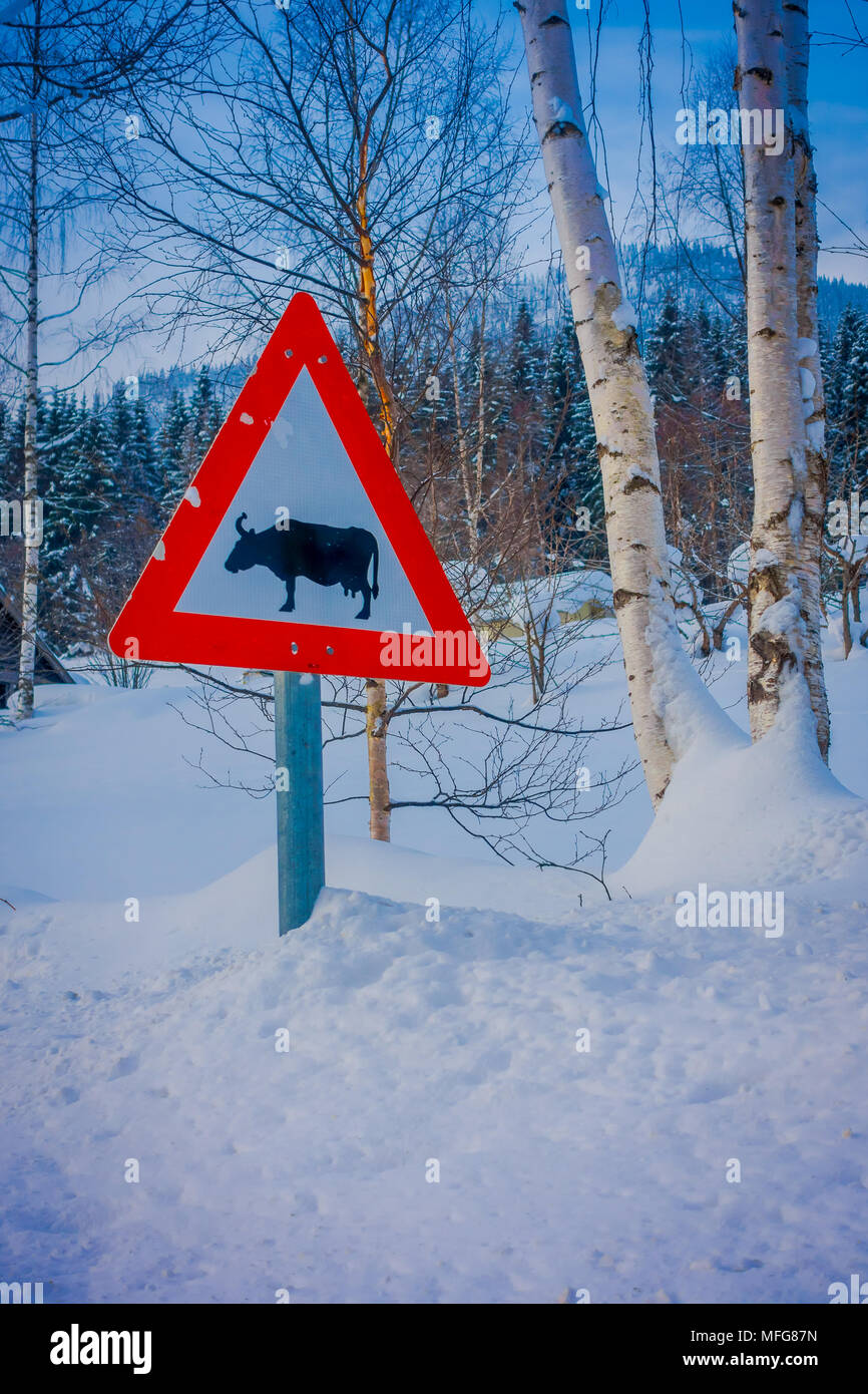 La Norvège, de Valdres - Mars 26, 2018 : vue extérieure de signer des taureaux au croisement à un côté, en hiver, dans la route, avec la neige et la glace dans la forêt de la Norvège Banque D'Images