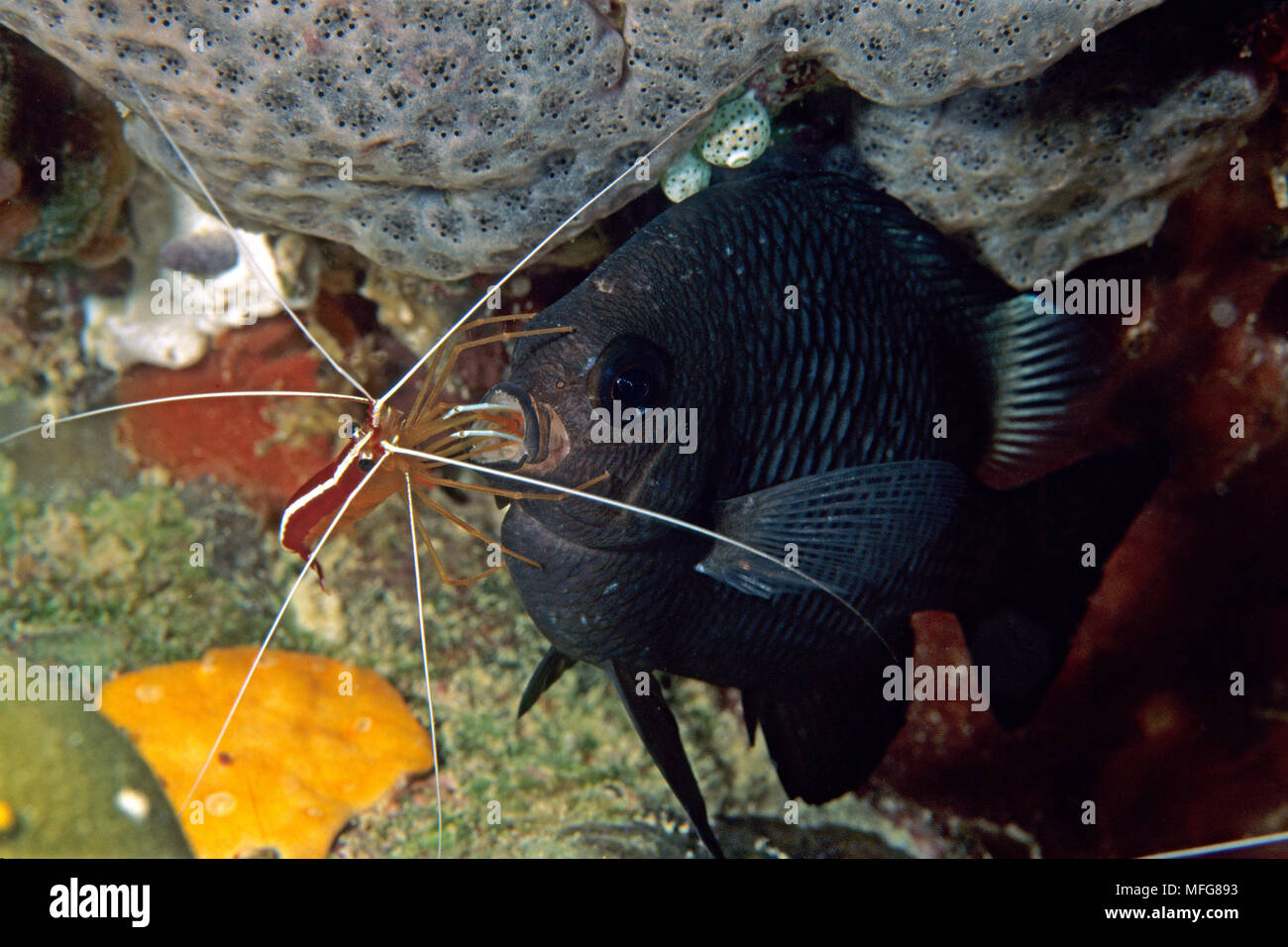 Tortue à chromis, Acanthochromis, avec des bandes blanches, crevettes Lysmata amboinensis nettoyant, Palau (Belau), Micronésie, l'océan Pacifique Date : 23.07.08 Ref : Z Banque D'Images