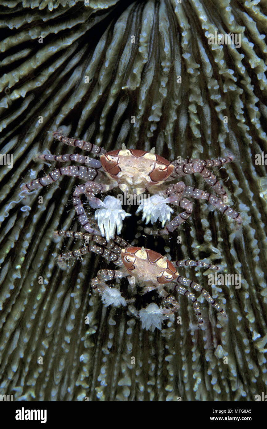 Couple de boxer les crabes, Lybia tesselata, Îles Witu, West New Britain, Papouasie-Nouvelle-Guinée, l'Océan Pacifique Banque D'Images