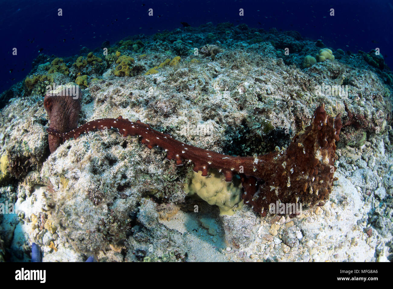Poulpe commun, Octopus cyanea, accouplement, Îles Witu, West New Britain, Papouasie-Nouvelle-Guinée, l'Océan Pacifique Banque D'Images