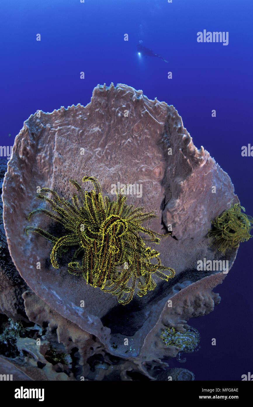 Crinoïde ou feather star dans une éponge Xestospongia testudinaria, baril, Walindi, West New Britain, Papouasie-Nouvelle-Guinée, l'Océan Pacifique Banque D'Images