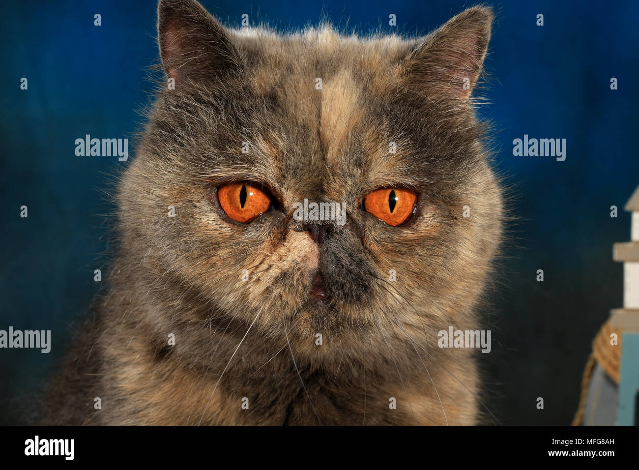 Exotic shorthair cat, écaille, portrait Banque D'Images
