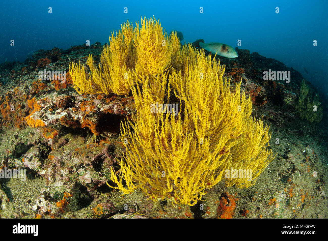 Polype jaune corail noir, Antipathes galapagensis, îles Galapagos, l'UNESCO Site du patrimoine mondial naturel, l'Équateur, de l'Océan Pacifique Banque D'Images