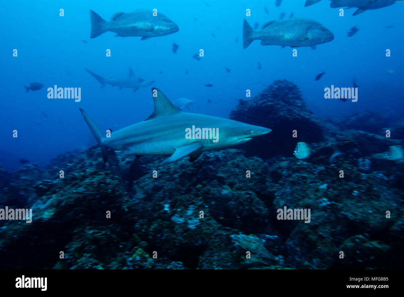Le requin soyeux, Carcharhinus falciformis, d'extinction (UICN), Darwin island, îles Galapagos, l'UNESCO Site du patrimoine mondial naturel de l'Est du Pacifique, l'Equateur, Banque D'Images