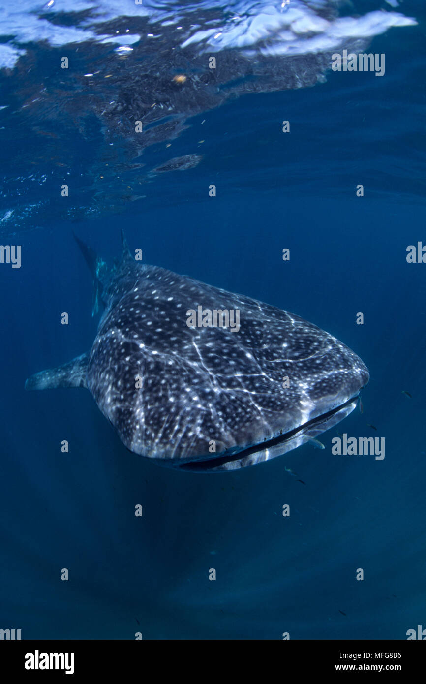 Rhincodon typus, vulnérables (UICN), îles Galapagos, l'UNESCO Site du patrimoine mondial naturel, l'Équateur, de l'Océan Pacifique Banque D'Images