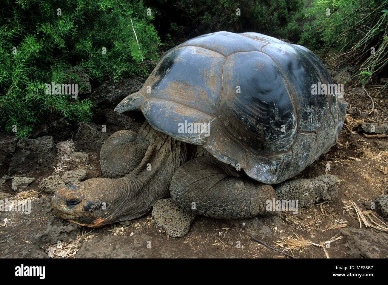 Tortue géante des Galapagos, Geochelone elephantopus, vulnérables (UICN), Darwin, des îles Galapagos, site du patrimoine naturel mondial de l'UNESCO, l'Equateur, Banque D'Images