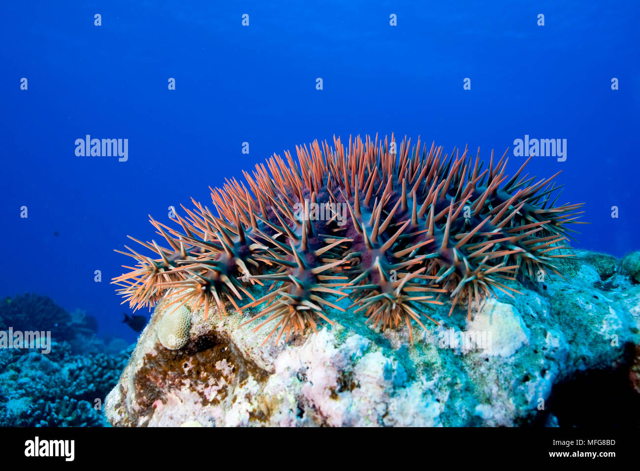 La couronne d'épines, Acanthaster planci, se nourrissant d'un site de plongée de coraux durs, Tiki, l'île de Moorea, archipel de la société, Polynésie française, l'Océan Pacifique Banque D'Images