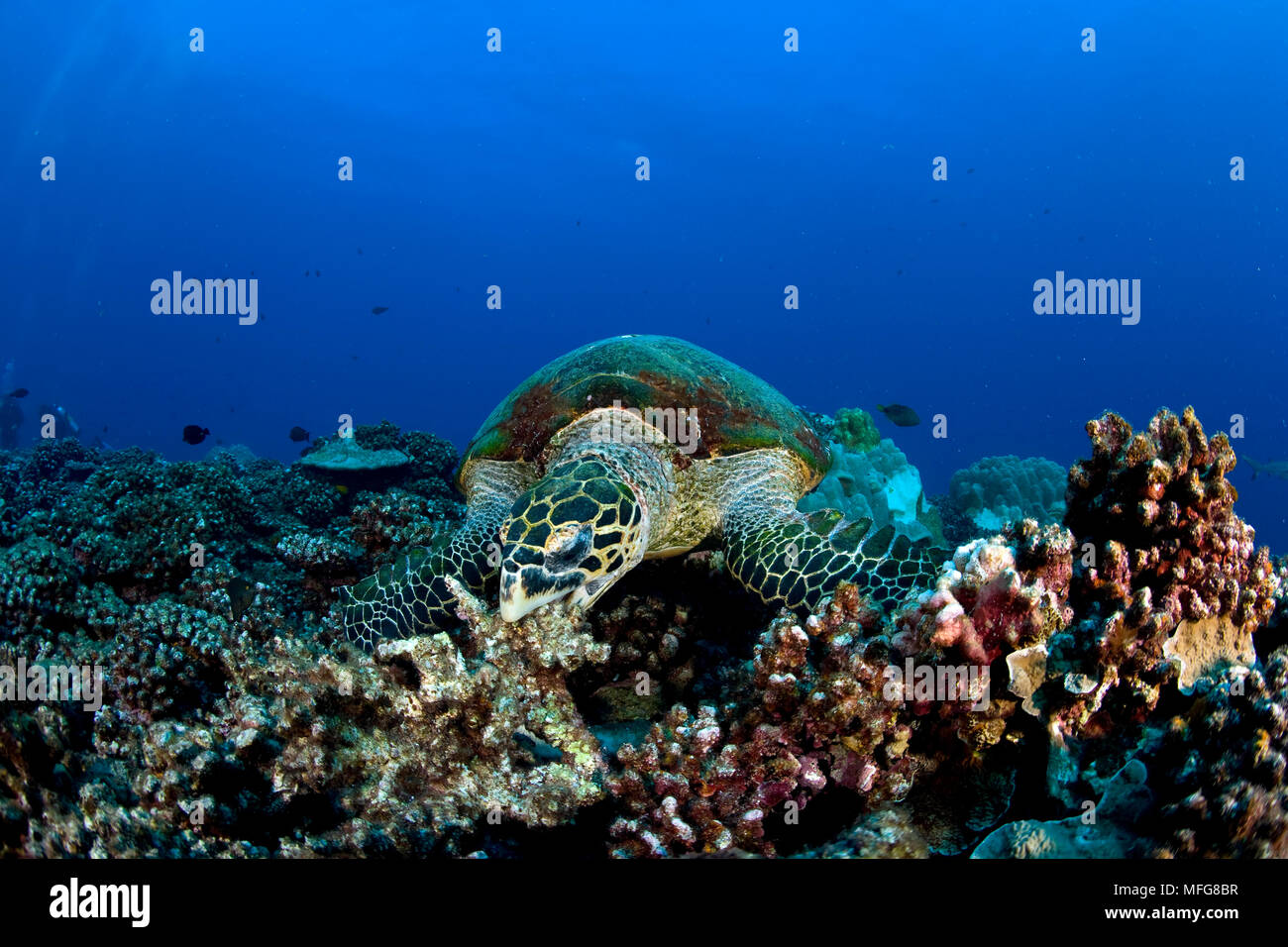 La tortue imbriquée, Eretmochelys imbricata, critique d'extinction (UICN), site de plongée de l'île de Moorea, Tiki, archipel de la société, Polynésie Française, Pacifique Banque D'Images