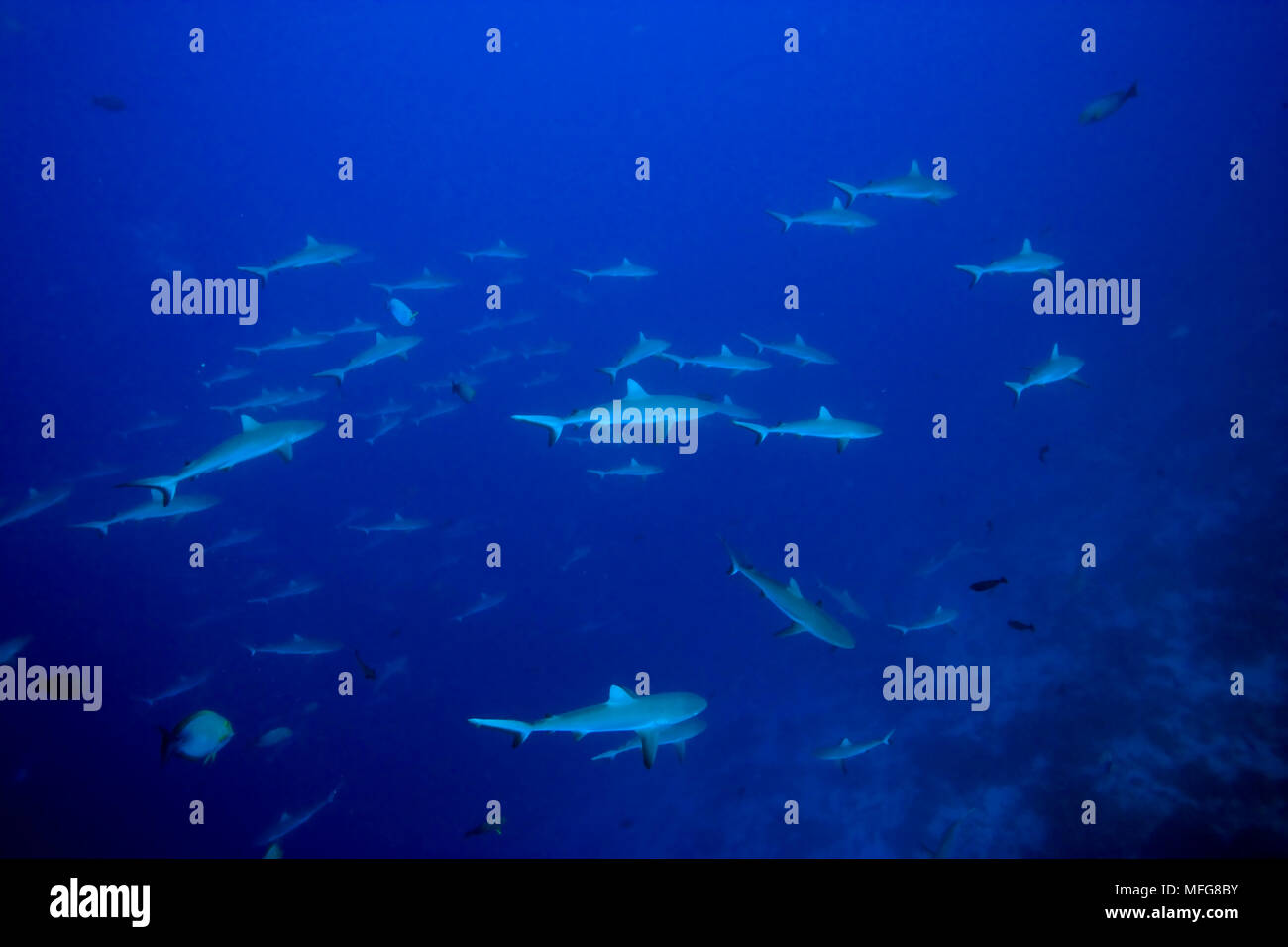 Scolarité Les requins gris de récif, Carcharhinus amblyrhynchos, site de plongée de Tiputa, l'atoll de Rangiroa, archipel des Tuamotu, en Polynésie française, l'Océan Pacifique Banque D'Images