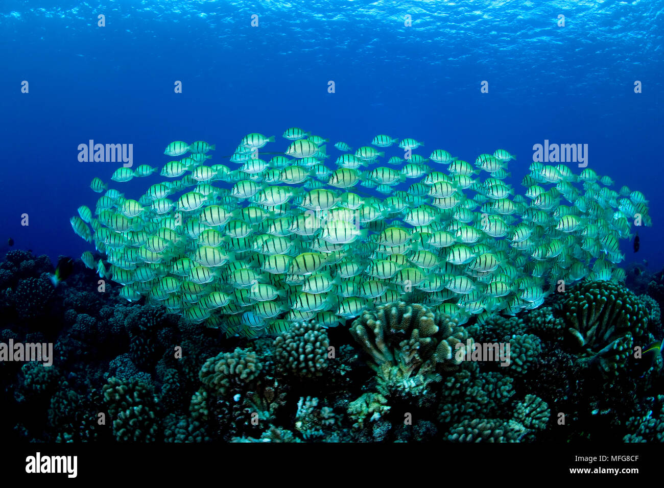 Banc de chirurgiens, Acanthurus triostegus condamné, site de plongée ..., atoll de Manihi, archipel des Tuamotu, en Polynésie française, l'Océan Pacifique Banque D'Images