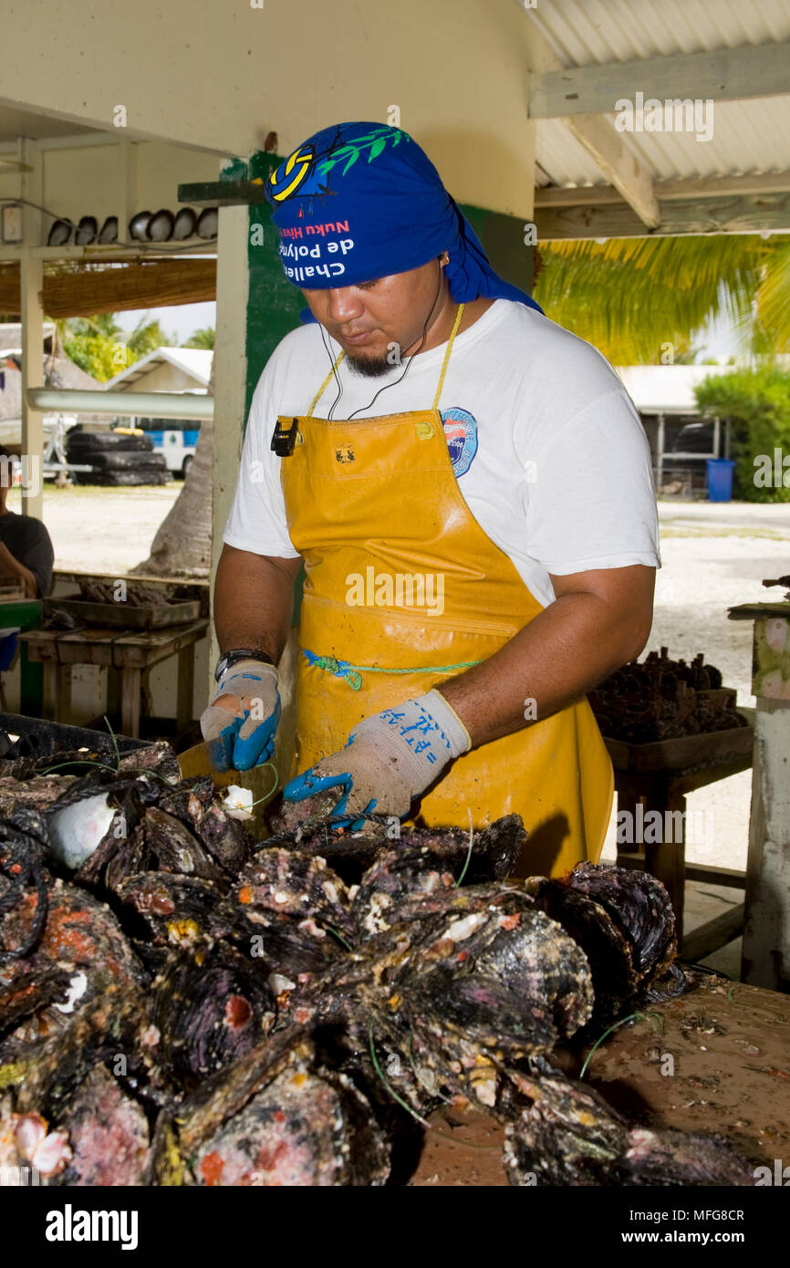 Nettoyage des travailleurs les huîtres à Gauguin Pearl farm, atoll de Rangiroa, archipel des Tuamotu, en Polynésie française, l'Océan Pacifique Banque D'Images