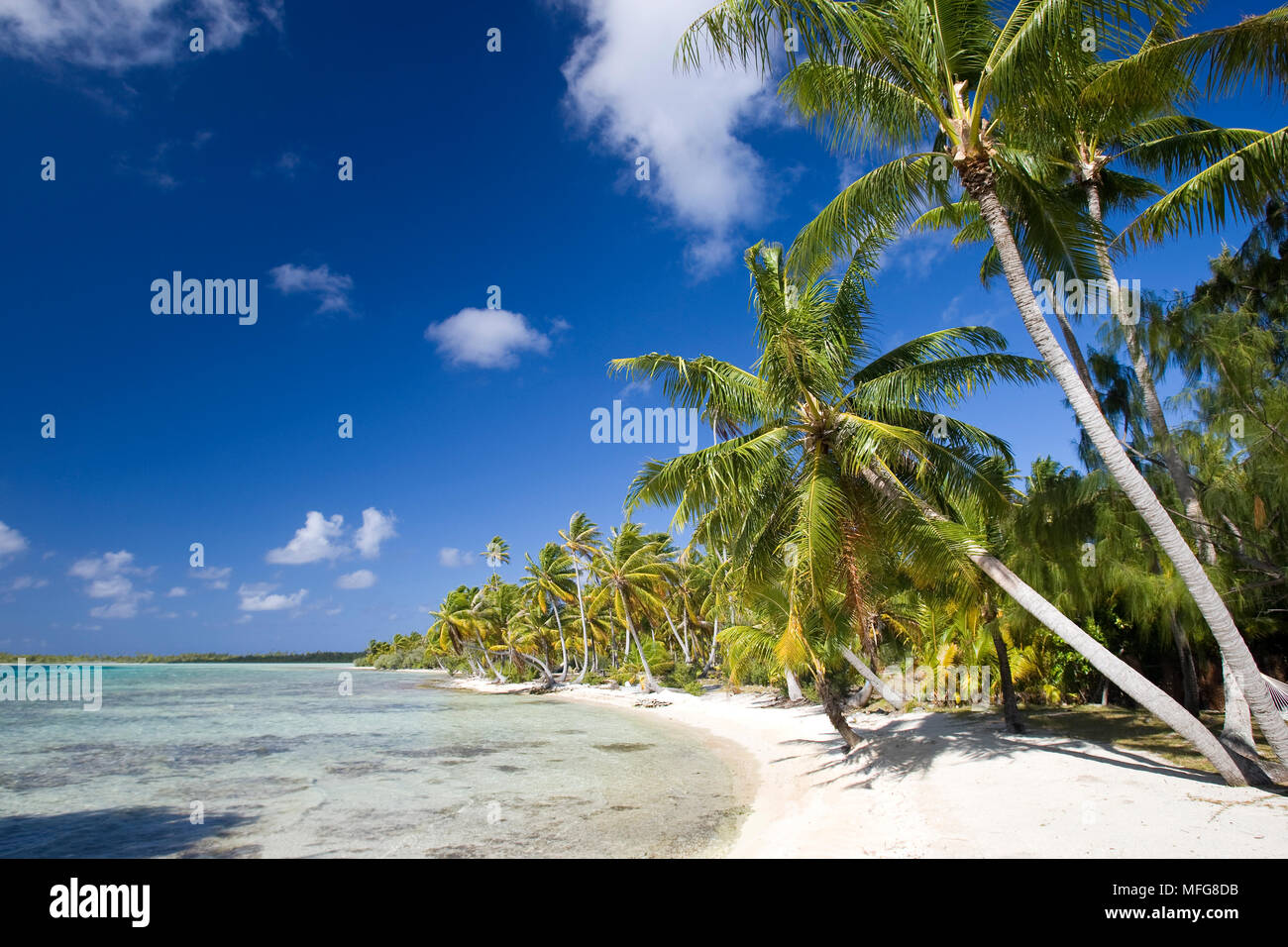 Palmiers, plage de sable blanc et le lagon et la plage de Manihi Pearl Beach Resort, atoll de Manihi, archipel des Tuamotu, en Polynésie française, l'Océan Pacifique Banque D'Images